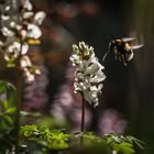 Hummel an Lerchensporn