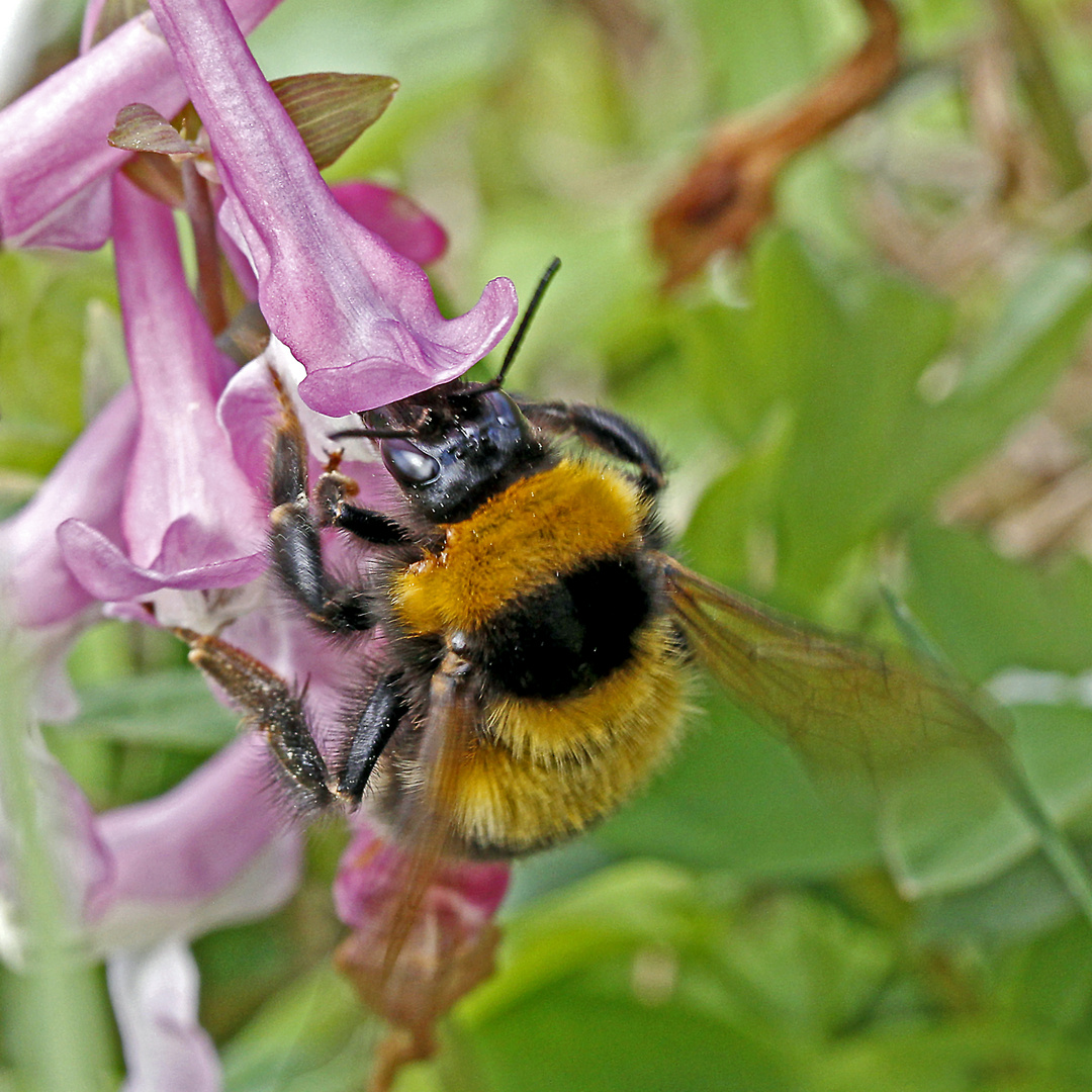 Hummel an Lerchensporn