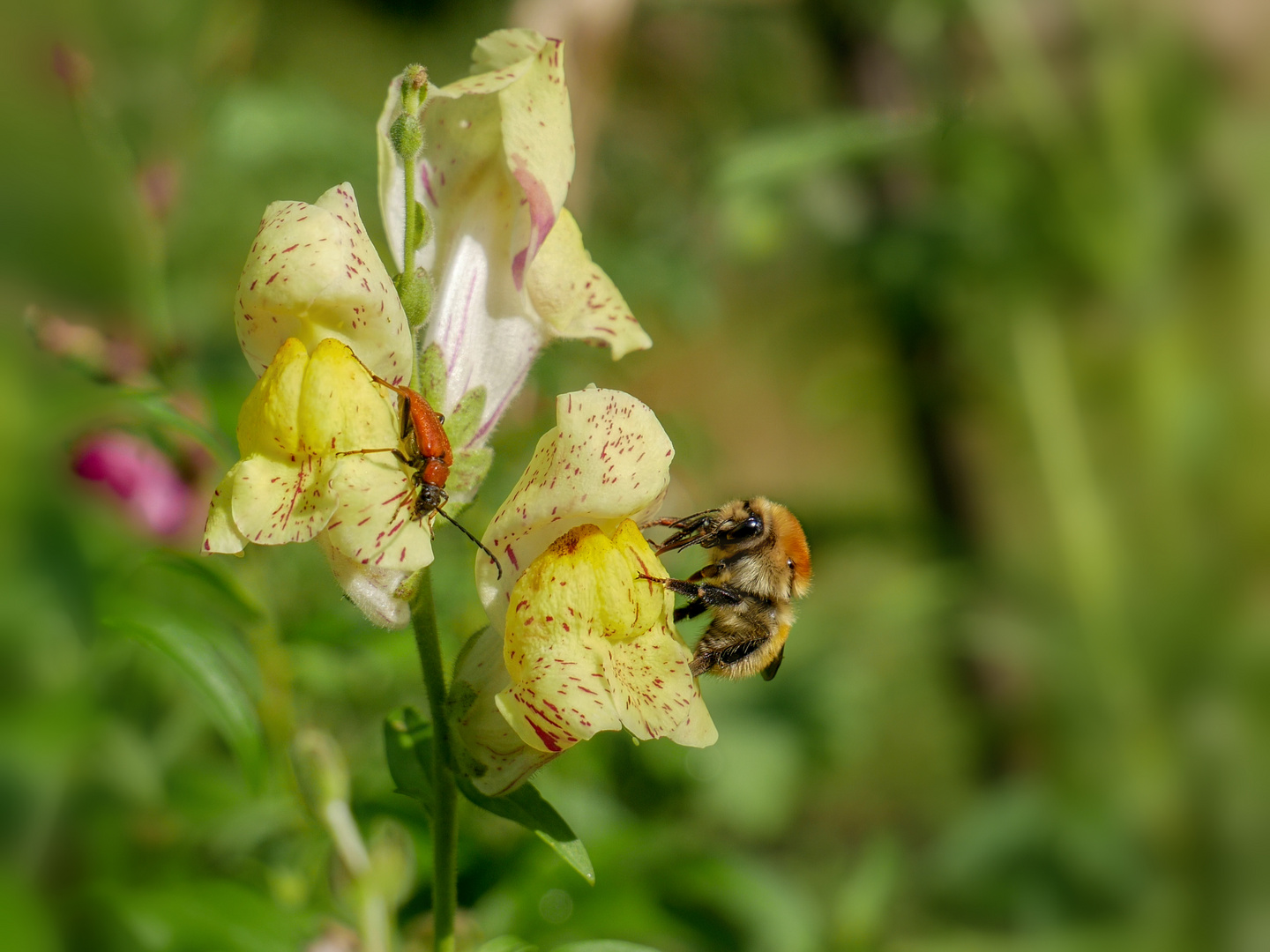 Hummel an Löwenmaul