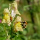 Hummel an Löwenmaul