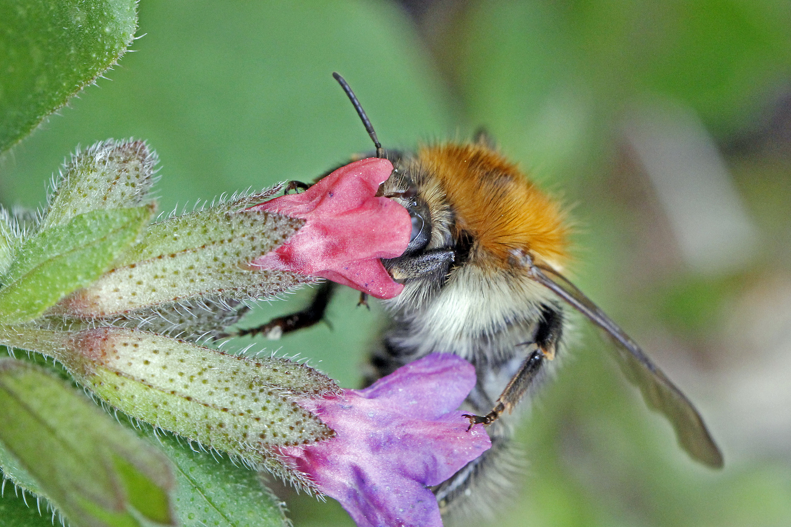 Hummel an Lungenkraut-1