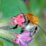 Hummel an Lungenkraut-1