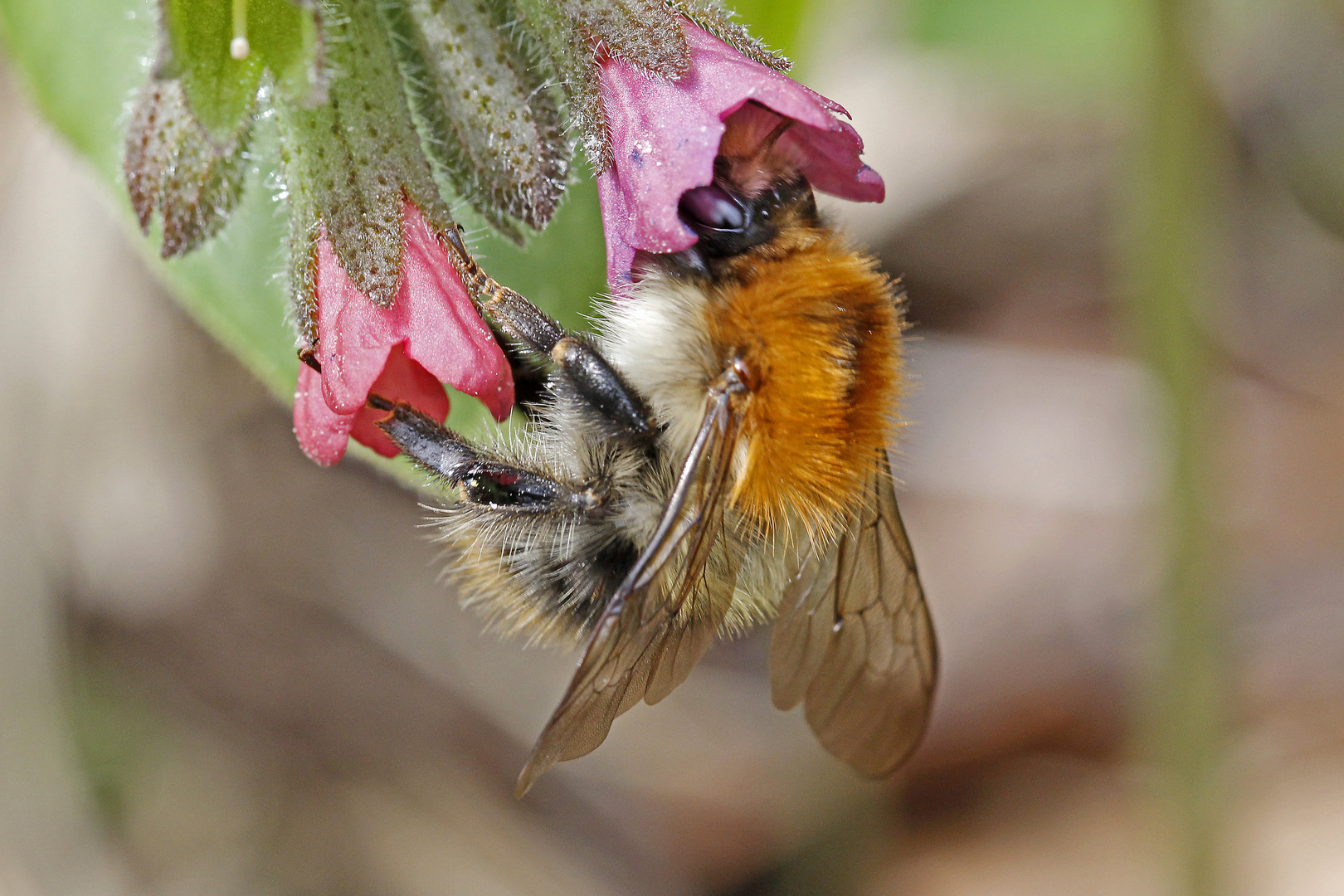 Hummel an Lungenkraut-2