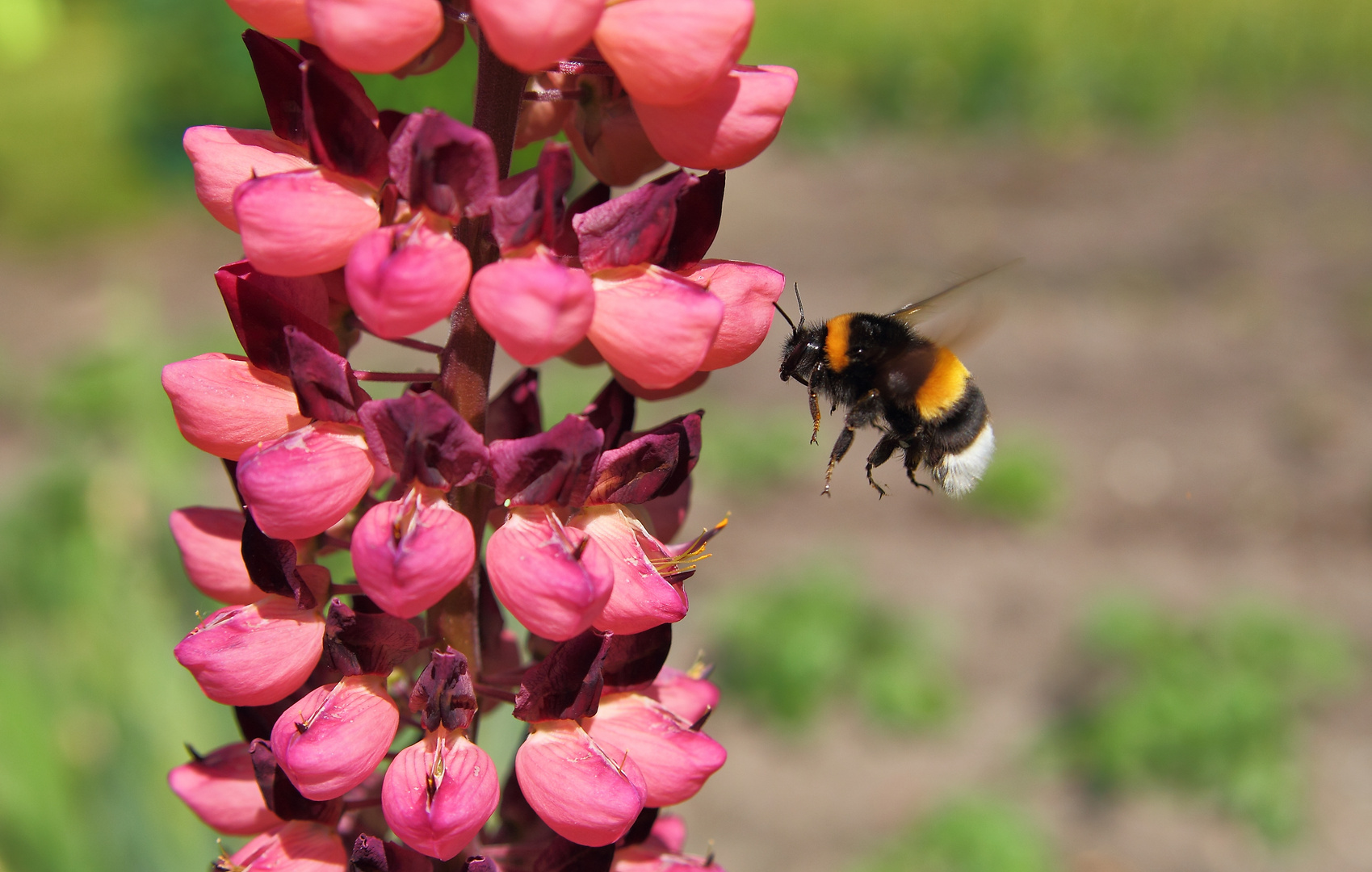 Hummel an Lupine