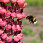 Hummel an Lupine