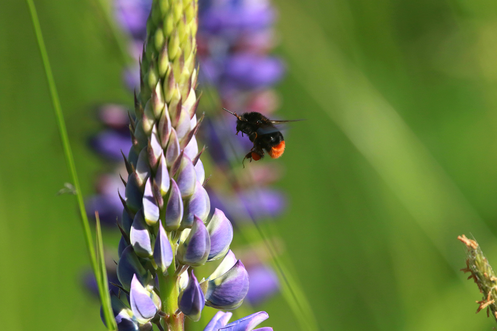 Hummel an Lupine