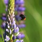 Hummel an Lupine