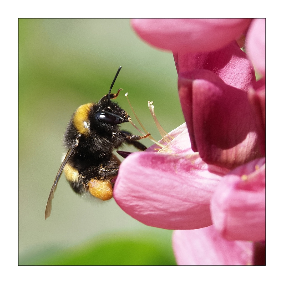 Hummel an Lupine