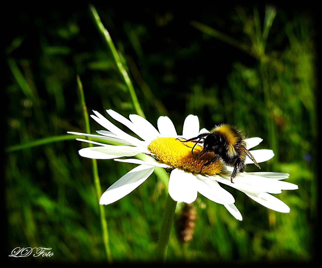 Hummel an Margerite