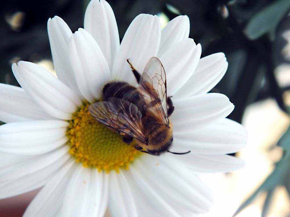 Hummel an Margerite