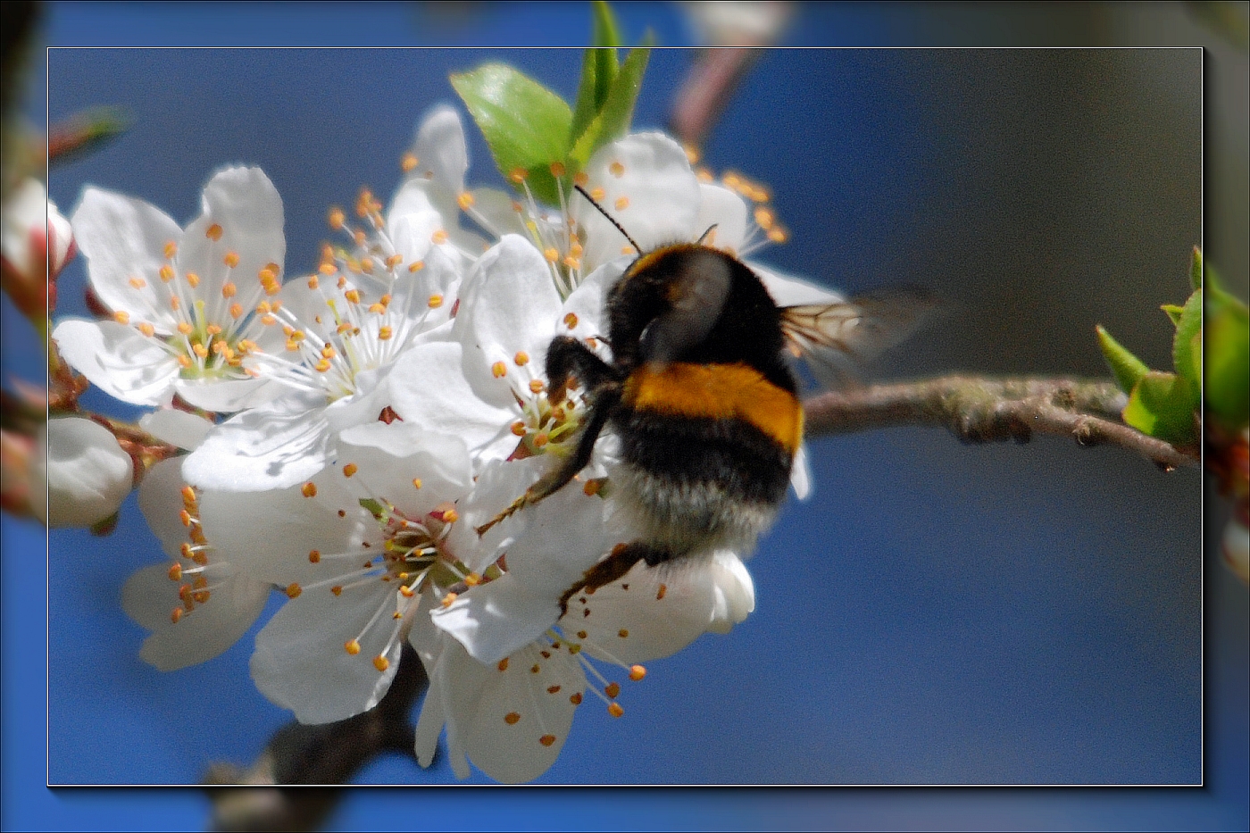 Hummel an Mirabellblüte