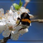 Hummel an Mirabellblüte