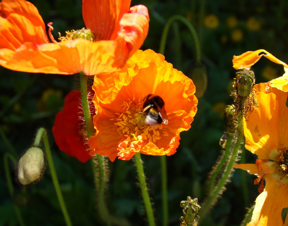 -Hummel an Mohn-