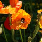 -Hummel an Mohn-