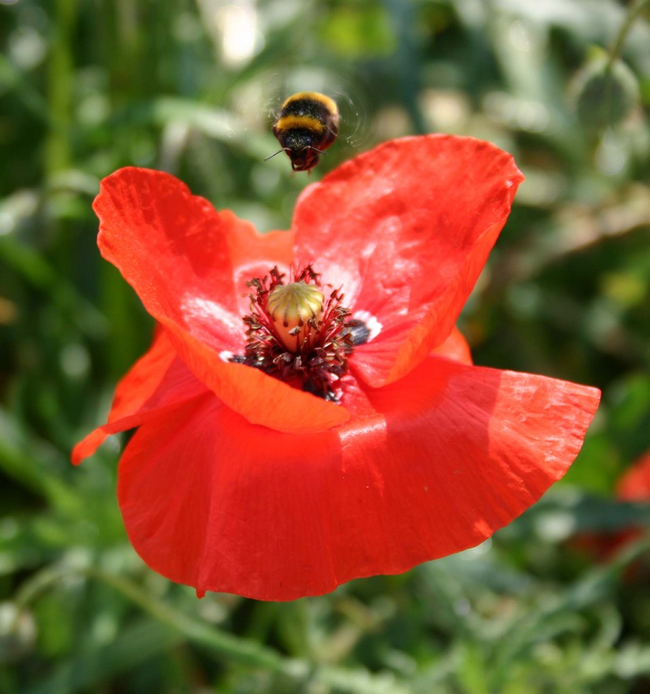 Hummel an Mohnblüte