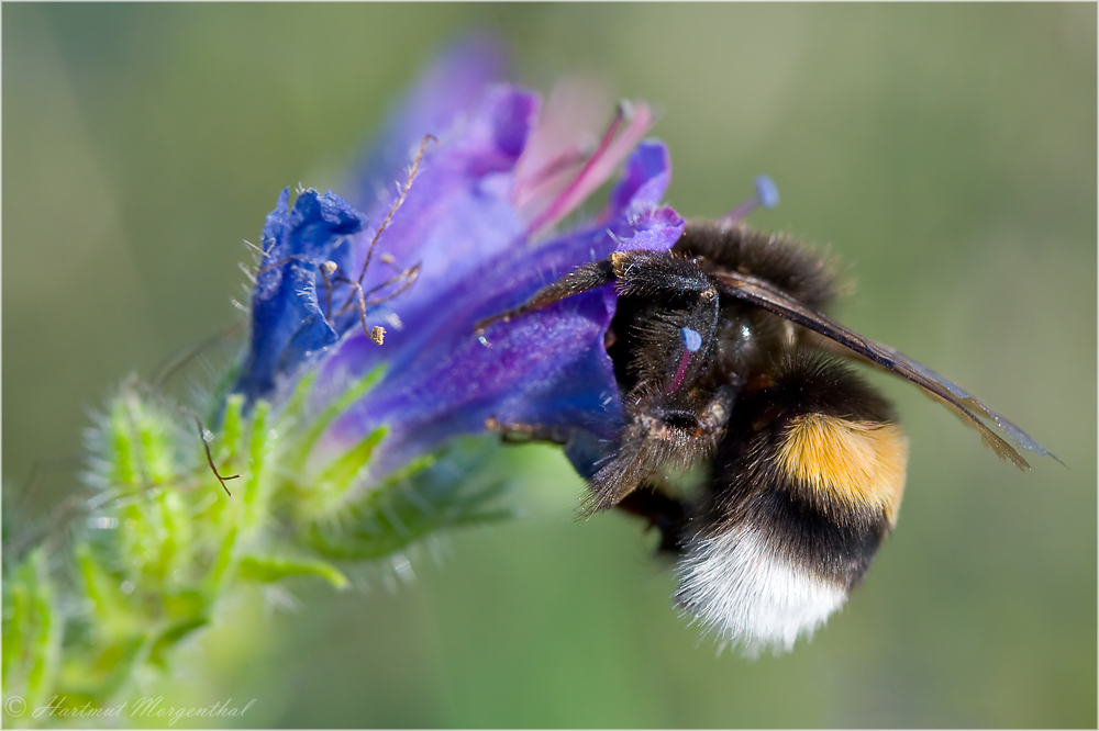 Hummel an Natternkopf