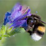 Hummel an Natternkopf