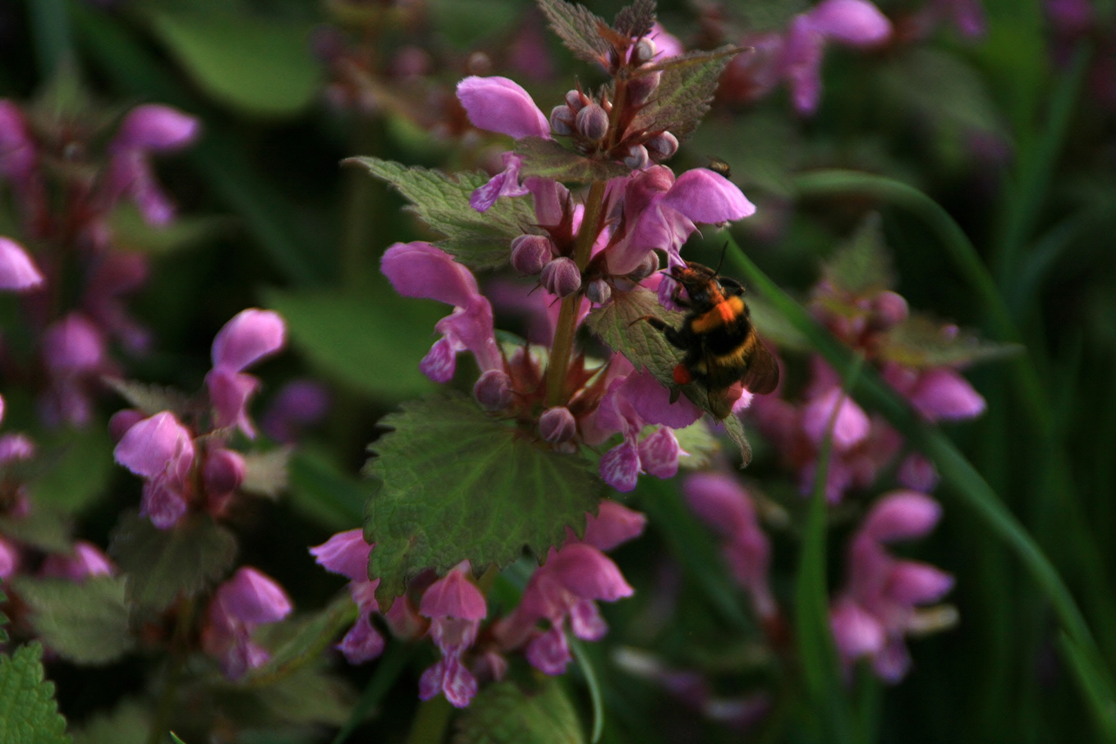 Hummel an Nessel