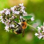 Hummel an Oregano