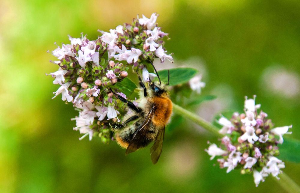 Hummel an Oregano