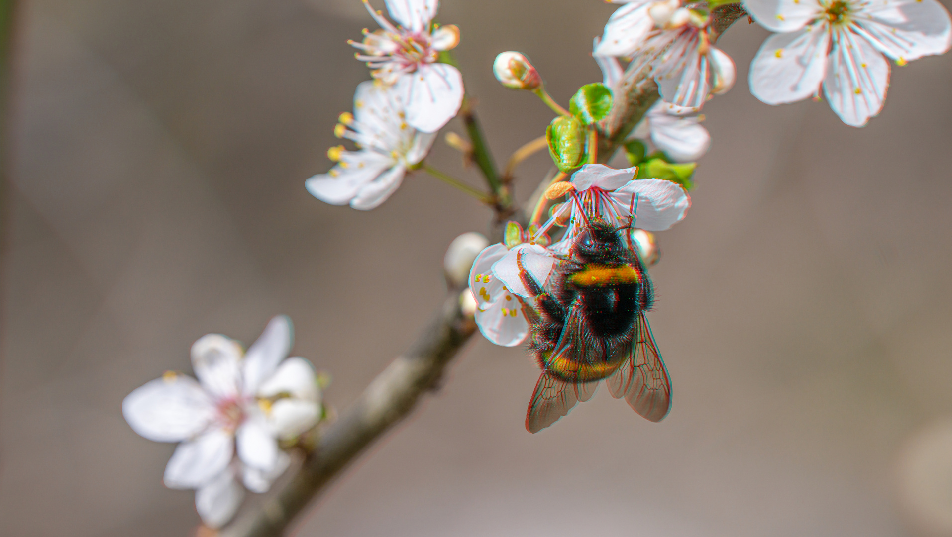 Hummel an Pflaumenblüten Ana