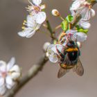 Hummel an Pflaumenblüten Ana