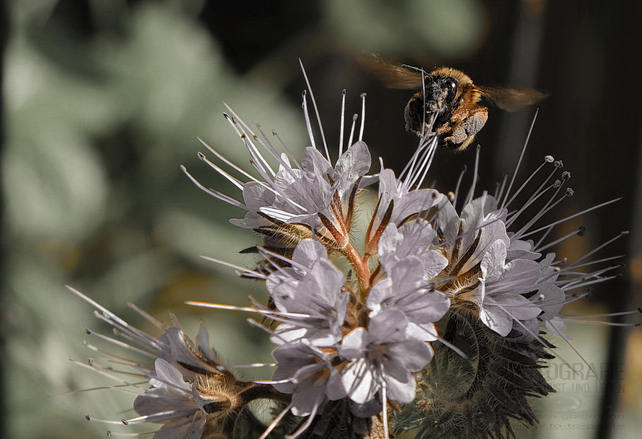 Hummel an Phacelia 