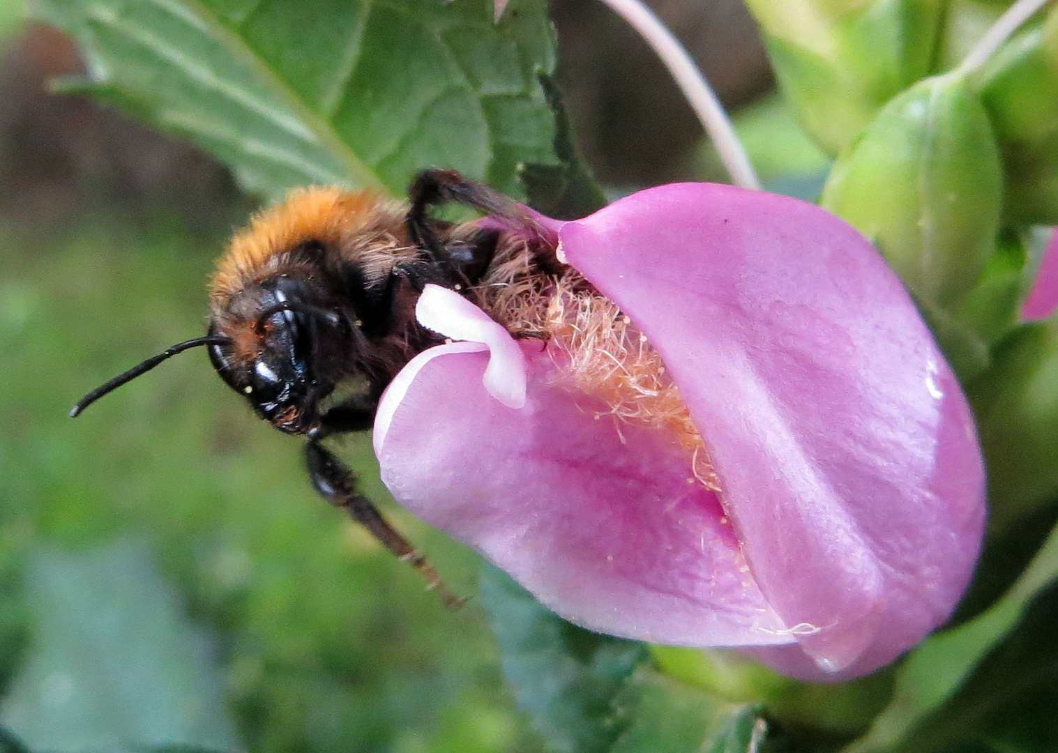 Hummel an Schildblume