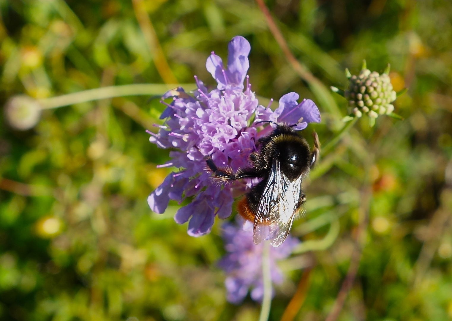 Hummel an Schnittlauch ;-)