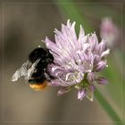 Hummel an Schnittlauch