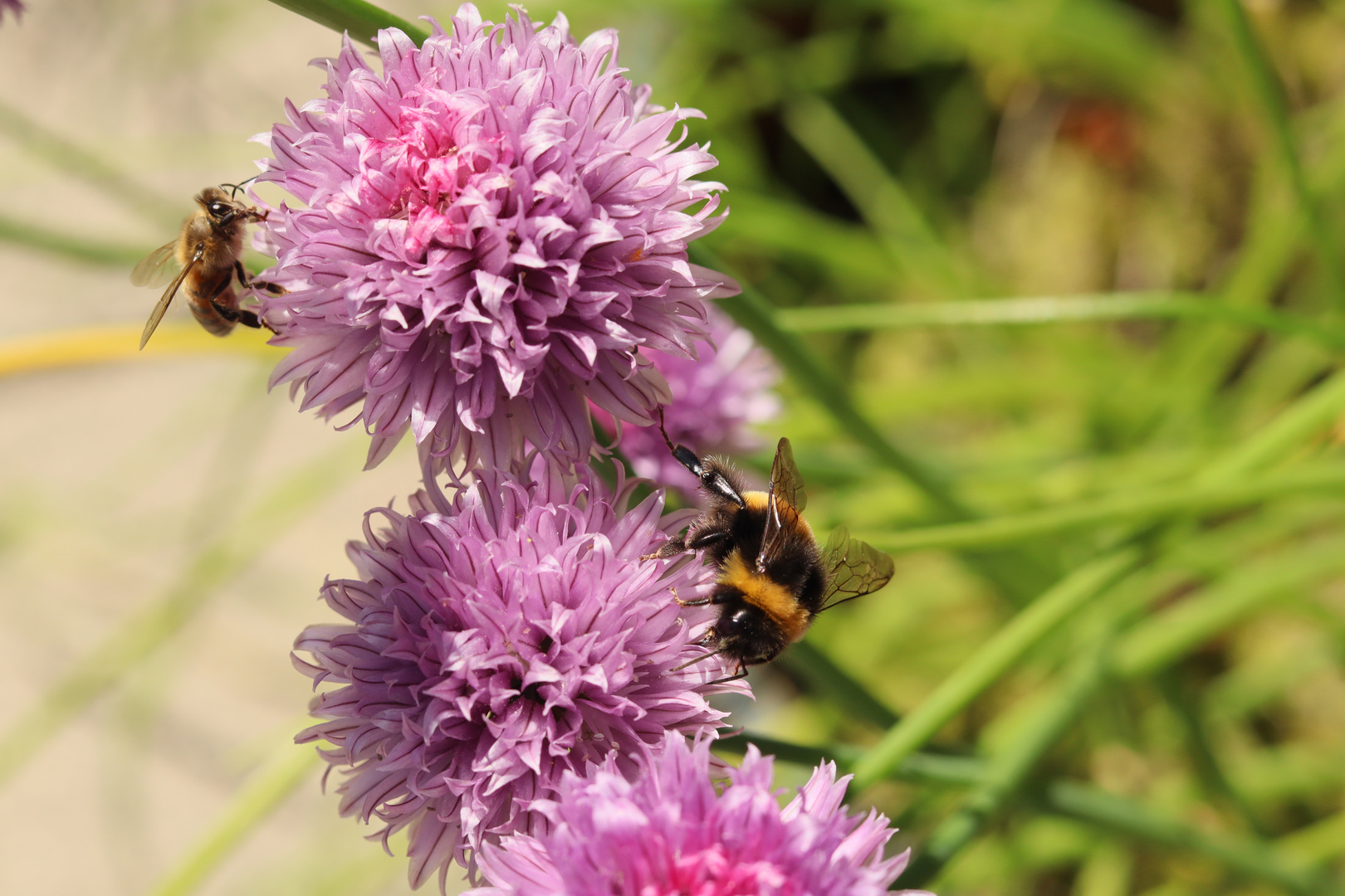 Hummel an Schnittlauch