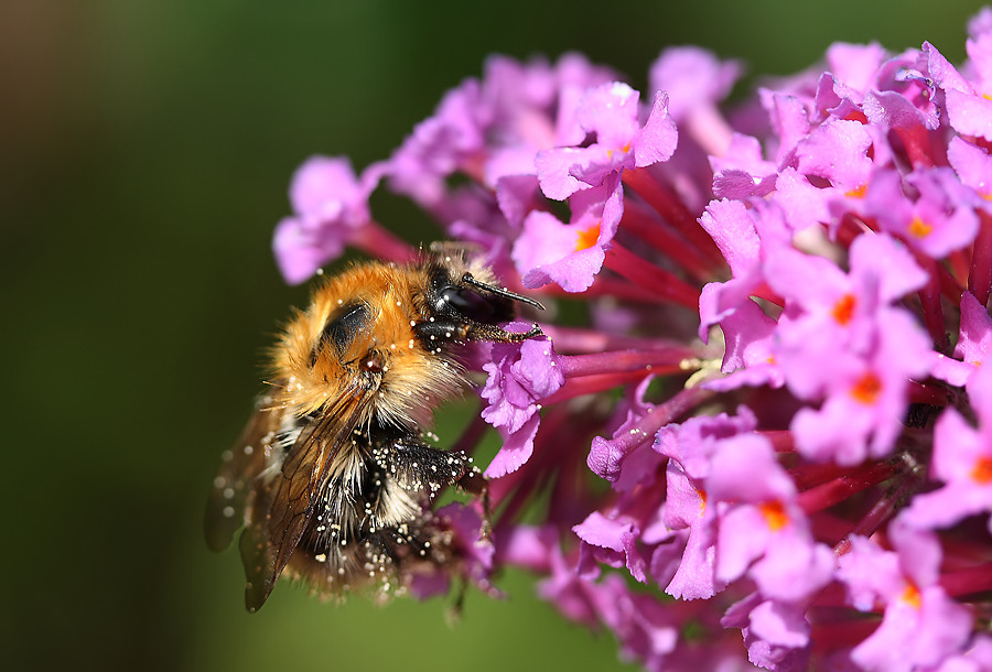 Hummel an Sommerflieder