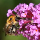 Hummel an Sommerflieder