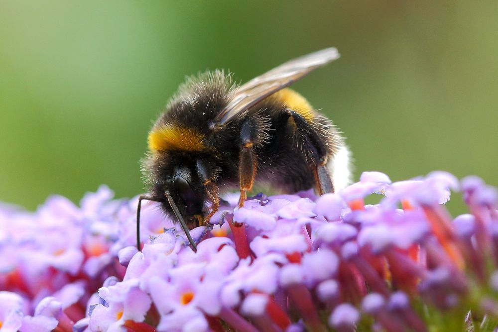 Hummel an Sommerflieder (I)