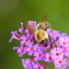 Hummel an Sommerflieder (III)