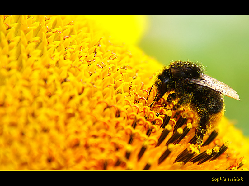 Hummel an Sonnenblume