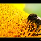 Hummel an Sonnenblume