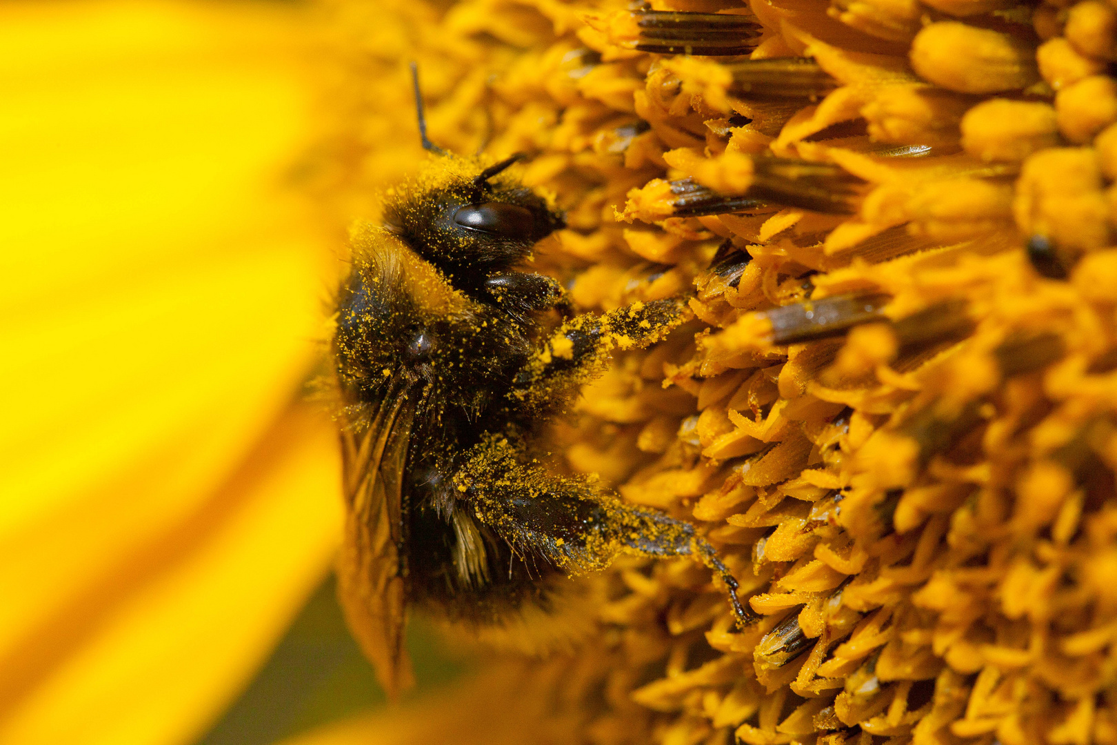 Hummel an Sonnenblume