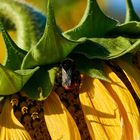 Hummel an Sonnenblume