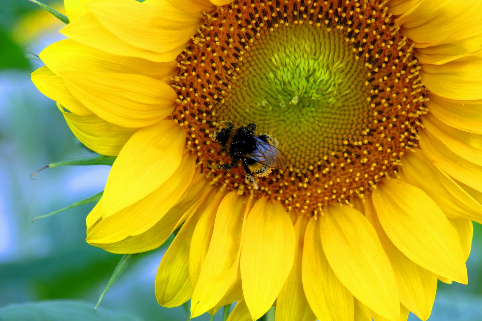 Hummel an Sonnenblume