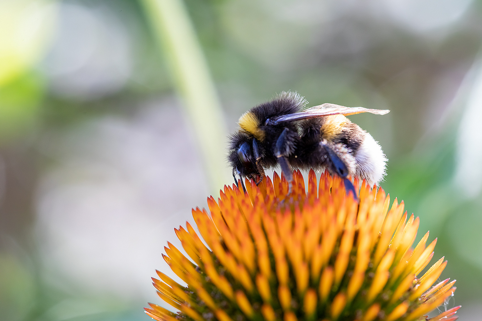 Hummel an Sonnenhut