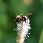 Hummel an Spitzwegerich