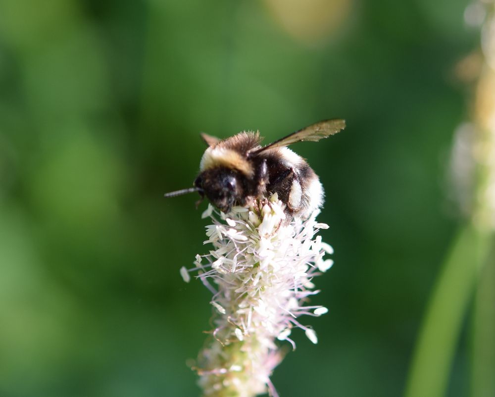 Hummel an Spitzwegerich