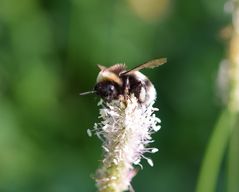 Hummel an Spitzwegerich