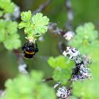 Hummel an Stachelbeerblüte