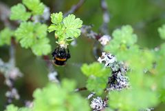 Hummel an Stachelbeerblüte