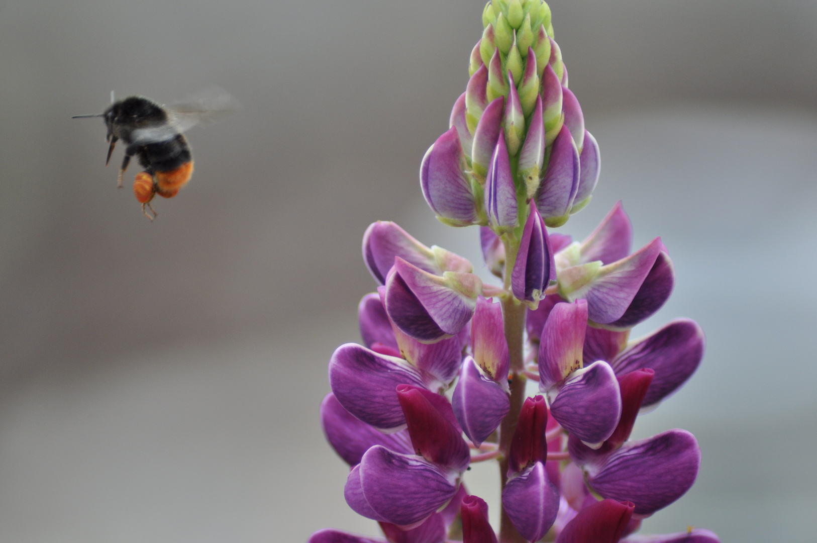 Hummel an Stauden-Lupine