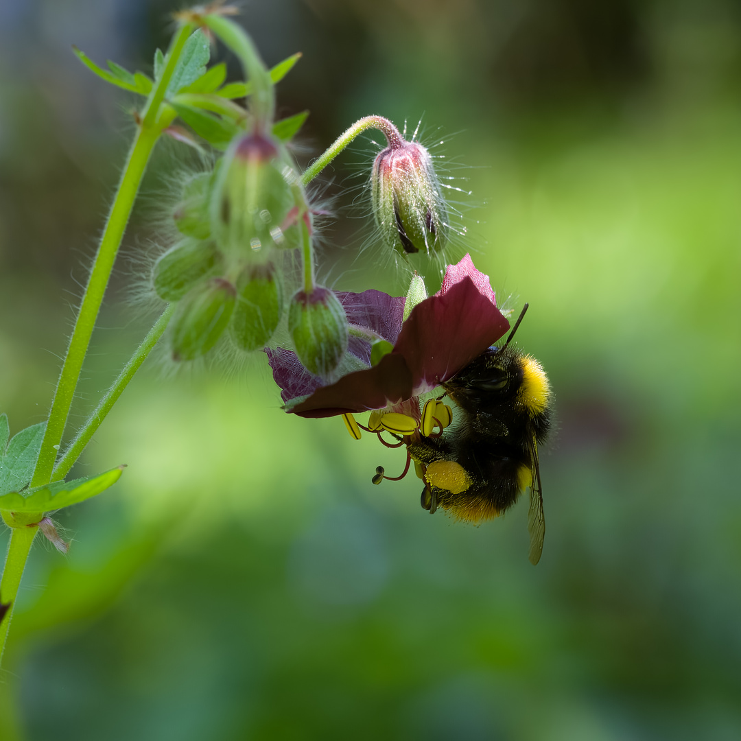 Hummel an Storchschnabel