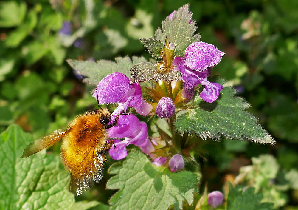 Hummel an Taubnessel