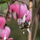 Hummel an Tränendem Herz 